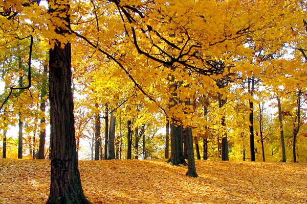 forest wallpapers forest pictures. Forest wallpaper is the best