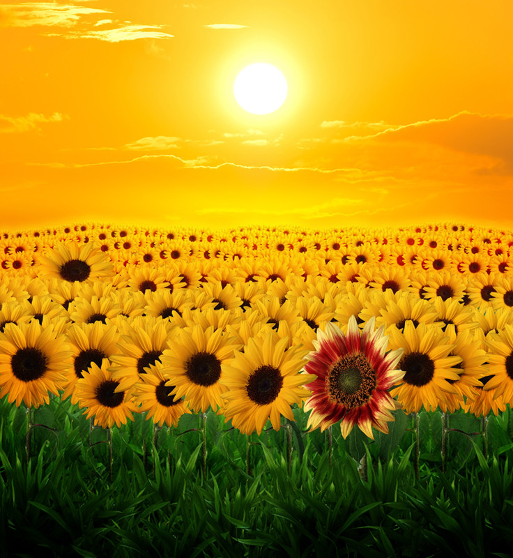 395877 pic on Design You Trust 395877 Caras Ionut