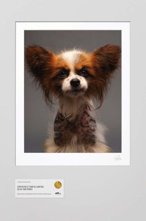 CHRYSTALbyGaryHeery1 600x906 Australias Shelter Animals Get Professional Portraits