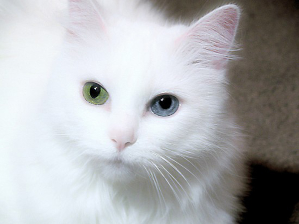 Cat Heterochromia