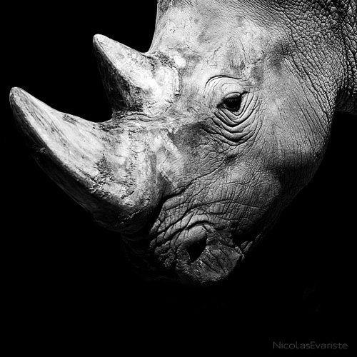 dz1a Dark Zoo by Nicolas Evariste
