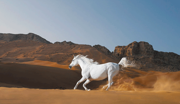 Examples of Excellent Animal Photography ea2a Examples of Excellent Animal Photography