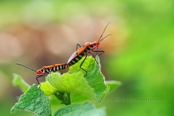 v mkv4wvz5 pic on Design You Trust v mkv4wvz5 35 Stunning Macro Photography by Diens Silver