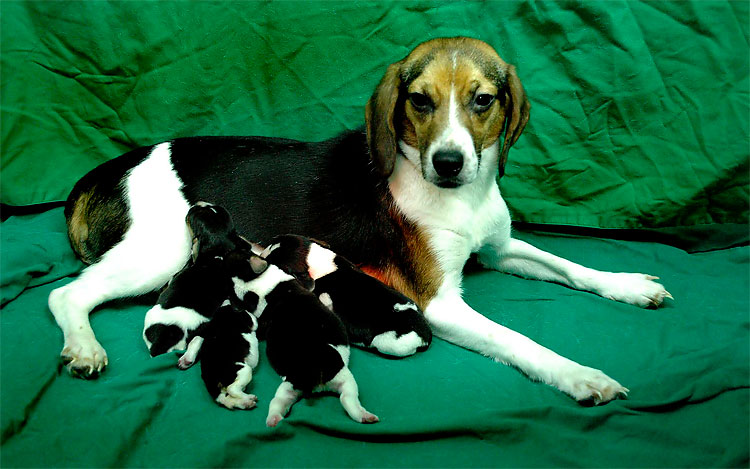 Genetically Modified Dog Found to Glow Fluorescent Green 1158 Genetically Modified Dog Found to Glow Fluorescent Green