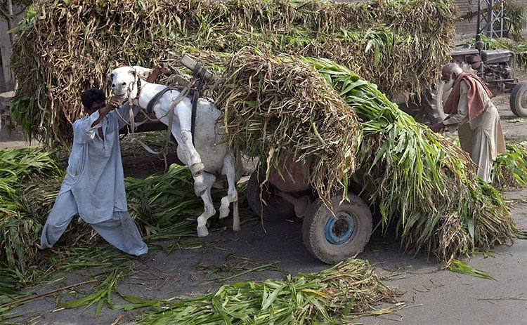 A City of Overloaded Donkeys 145 A City of Overloaded Donkeys