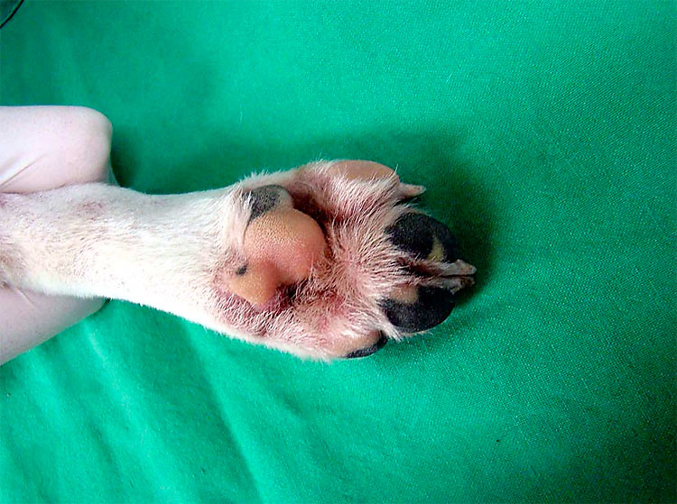 Genetically Modified Dog Found to Glow Fluorescent Green 2108 Genetically Modified Dog Found to Glow Fluorescent Green