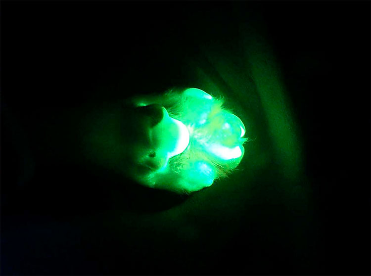 Genetically Modified Dog Found to Glow Fluorescent Green 370 Genetically Modified Dog Found to Glow Fluorescent Green