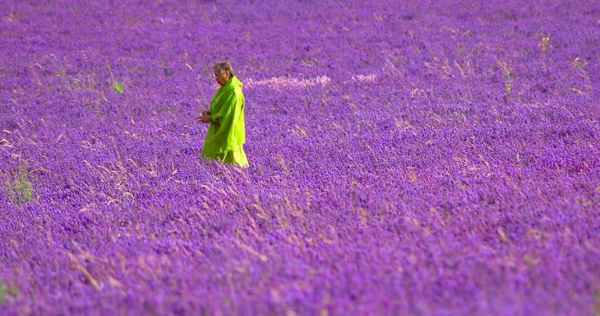 5 Mayfield Lavender 3 pic on Design You Trust 5 Mayfield Lavender 3 10 Nature Inspired Urban Renewal Designs