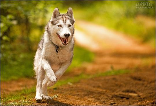 Run Husky Run pic on Design You Trust Run Husky Run Friday Photography Inspiration #14 | MachoArts
