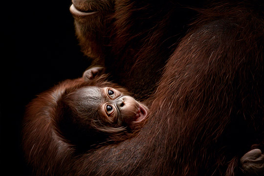 ap7a pic on Design You Trust ap7a Interesting Animals Photography