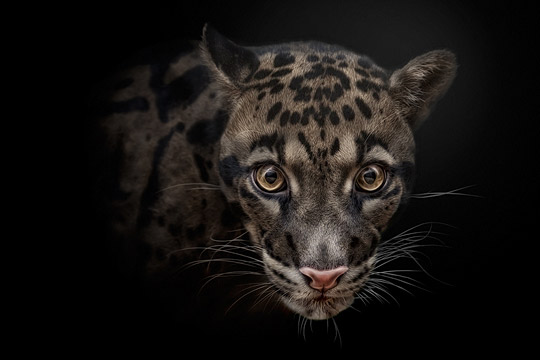 ap7b pic on Design You Trust ap7b Interesting Animals Photography
