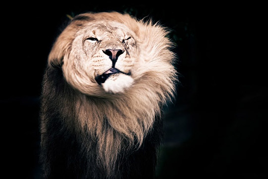 ap7c pic on Design You Trust ap7c Interesting Animals Photography