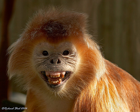 ap7d pic on Design You Trust ap7d Interesting Animals Photography