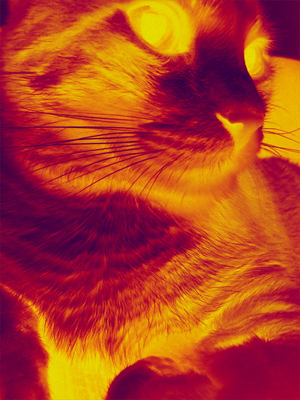 cat pic on Design You Trust cat Cat by Willian Sanfer