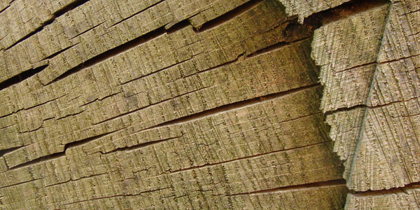 cut tree trunk texture vv5jogzlbx pic on Design You Trust cut tree trunk texture vv5jogzlbx 25 Awesome Wooden Textures