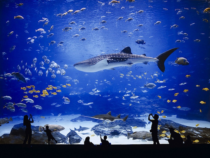 georgiaaquarium1 The Worlds Largest Aquarium