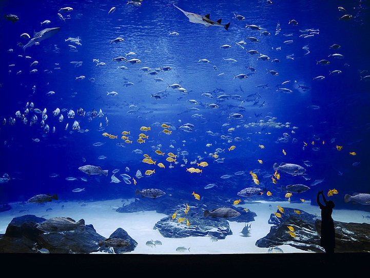georgiaaquarium2 The Worlds Largest Aquarium