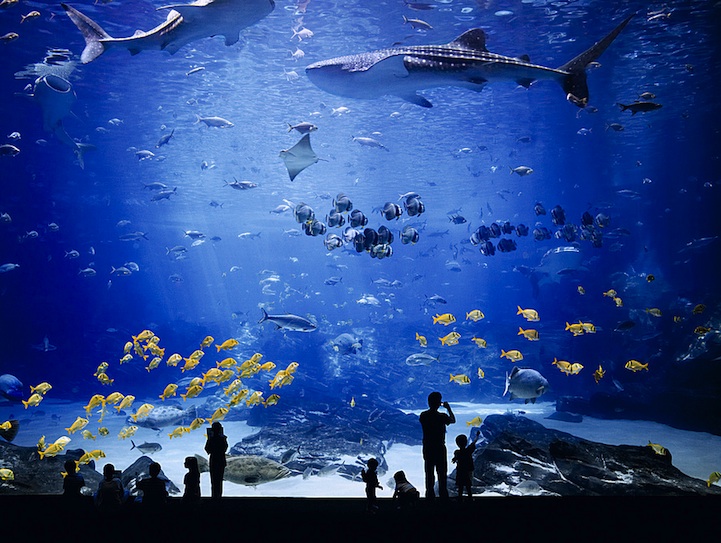 georgiaaquarium3 The Worlds Largest Aquarium