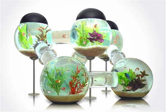 img labirinth aquarium Labyrinth Aquarium