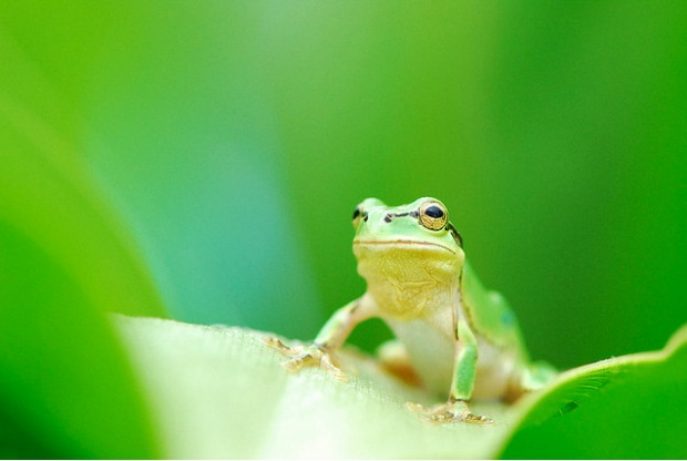 mf3a Magnificent Frog Photography