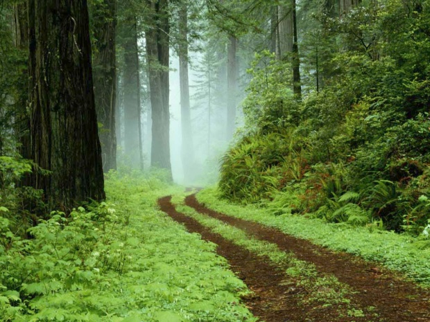 nw5a pic on Design You Trust nw5a Charming Nature Photos For Wallpaper