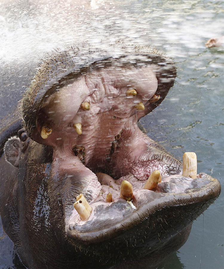 potd6 pic on Design You Trust potd6 Photo of the Day: Hippo Face