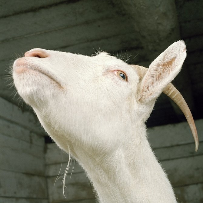 Farm Animals by Rob MacInnis ri4b Farm Animals by Rob MacInnis