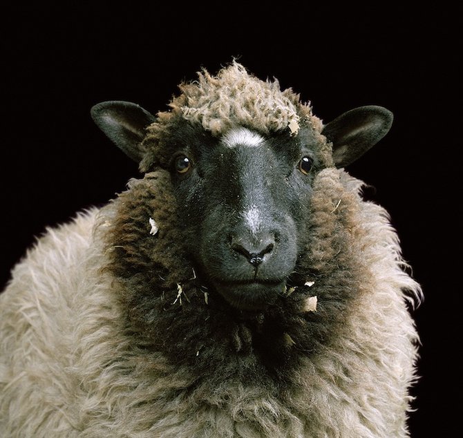 Farm Animals by Rob MacInnis ri4l Farm Animals by Rob MacInnis