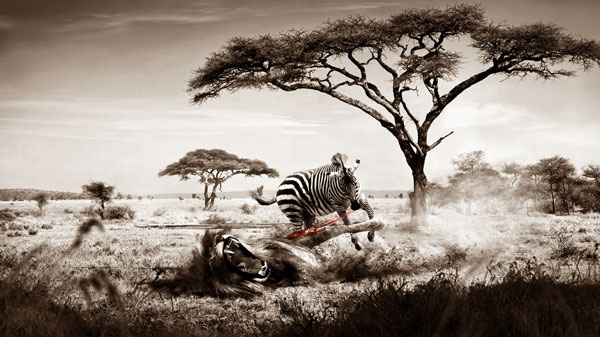 zebra  rmc2yheu81 25 Beautiful Zebra Wallpapers