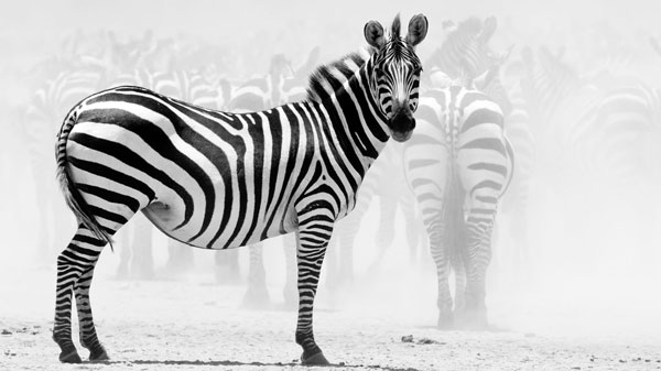 zebra lookin at u c12zr3qla4 25 Beautiful Zebra Wallpapers