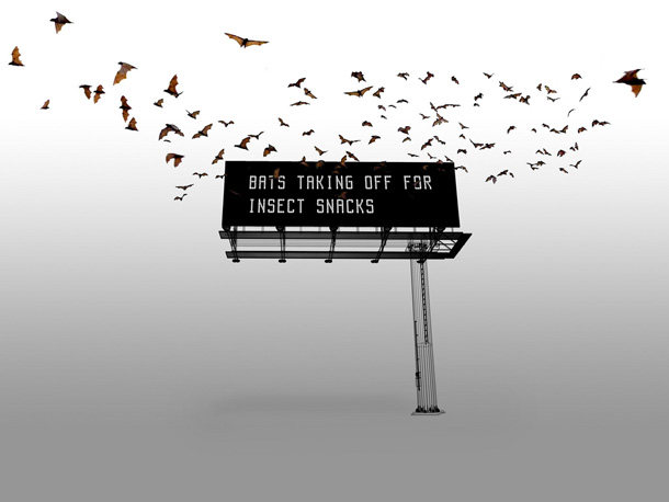 If Bats Could Talk... Well, Now They Can 032 If Bats Could Talk... Well, Now They Can