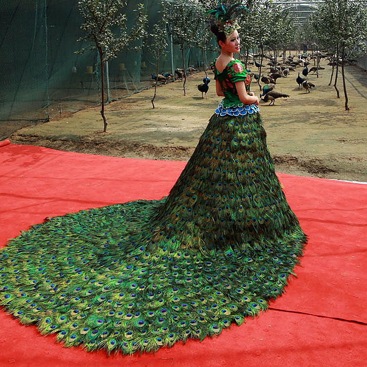 1186 Wedding Gown Made out of More than 3000 Peacock Feathers