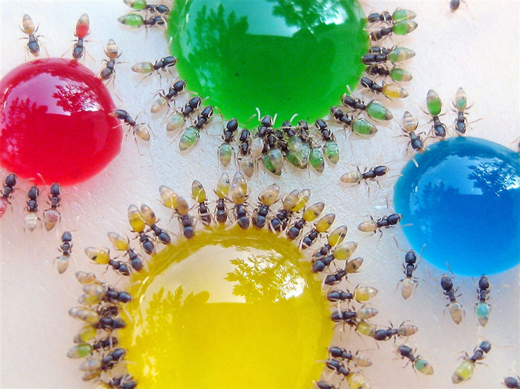 124 Tasting The Rainbow: The Ants Whose Multi coloured Abdomens Show Exactly What Theyve Been Eating