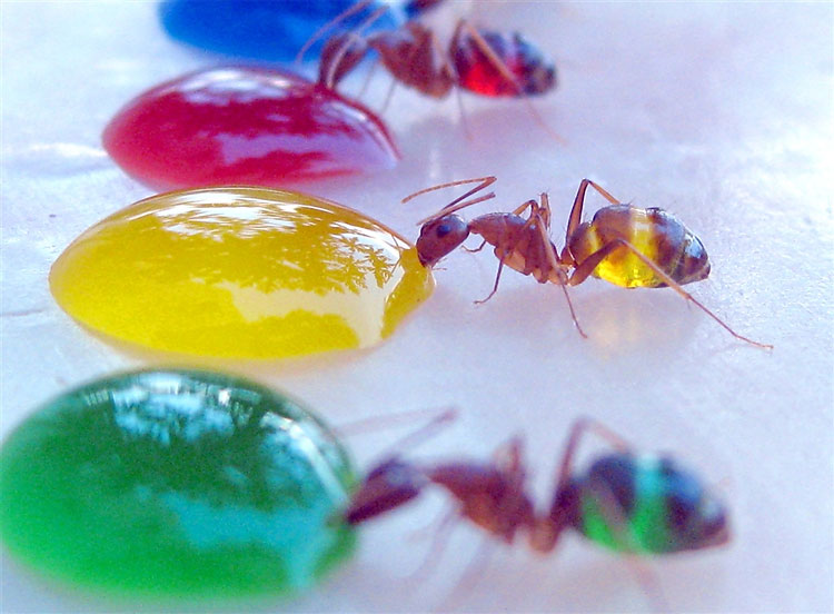 216 Tasting The Rainbow: The Ants Whose Multi coloured Abdomens Show Exactly What Theyve Been Eating