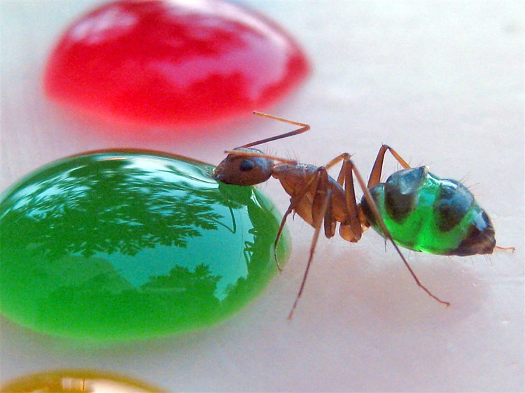 311 Tasting The Rainbow: The Ants Whose Multi coloured Abdomens Show Exactly What Theyve Been Eating