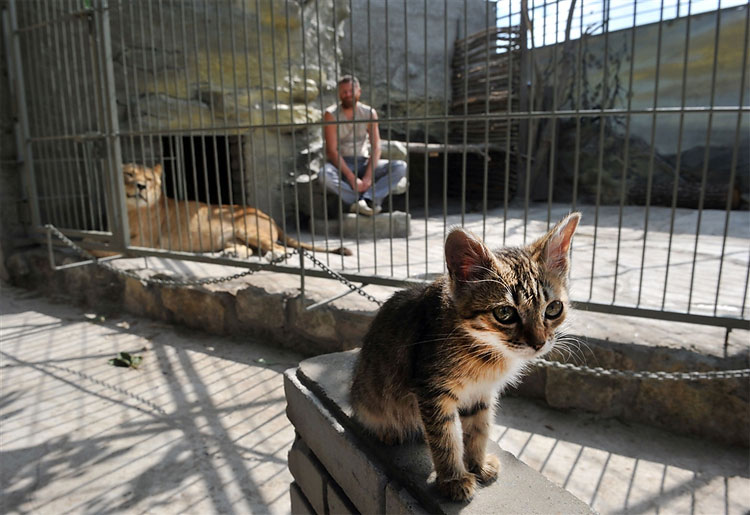 37 pic on Design You Trust 37 Ukrainian Painter and Zoo Owner Plans Five Week Stay in Lions Cage