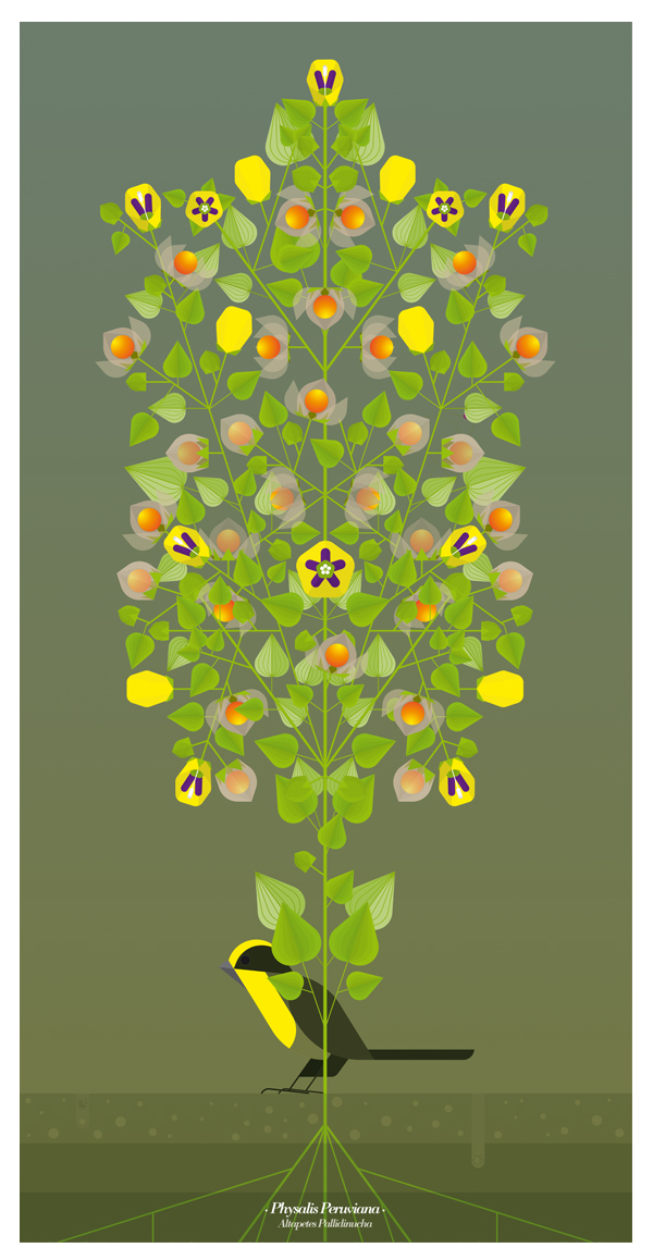 ANDIANFRUITS 1 BEHANCE pic on Design You Trust ANDIANFRUITS 1 BEHANCE Andean Plants · dosce ·