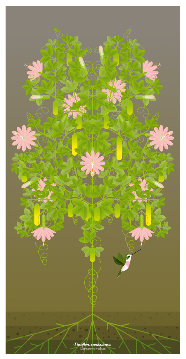 ANDIANFRUITS 2 BEHANCE pic on Design You Trust ANDIANFRUITS 2 BEHANCE Andean Plants · dosce ·