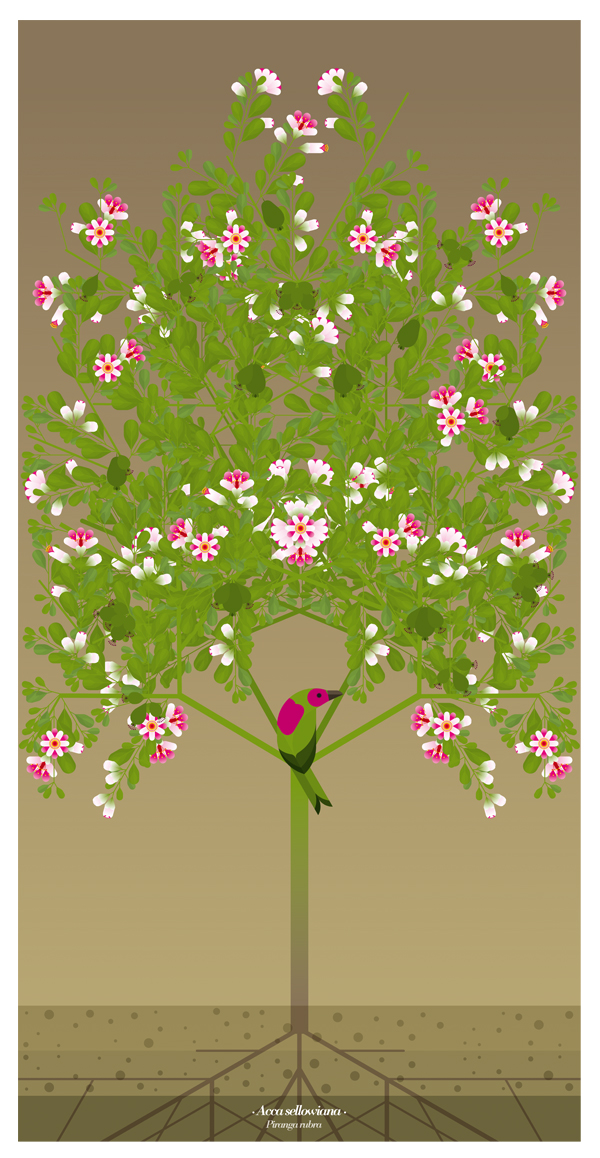 ANDIANFRUITS 3 BEHANCE pic on Design You Trust ANDIANFRUITS 3 BEHANCE Andean Plants · dosce ·