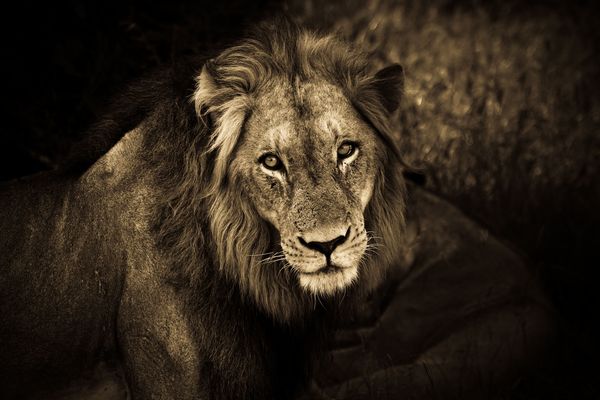 pic on Design You Trust Africa Sepia by João Victor Bolan