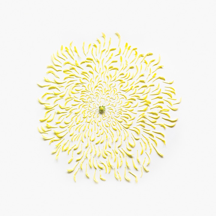 chrysanthemumexploded2squareportfolioragA3 Exploding Flowers