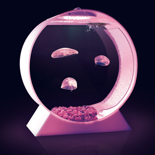 Jellyfish Aquarium jellyfish Jellyfish Aquarium