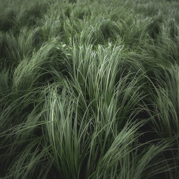 jh4a1 pic on Design You Trust jh4a1 Grass by Jürgen Heckel
