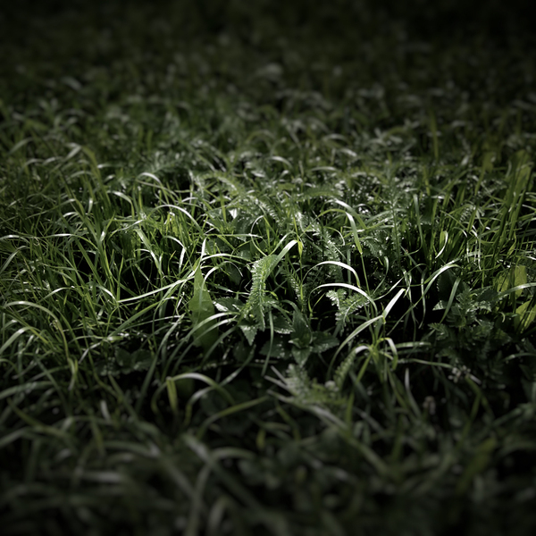 jh4b1 pic on Design You Trust jh4b1 Grass by Jürgen Heckel