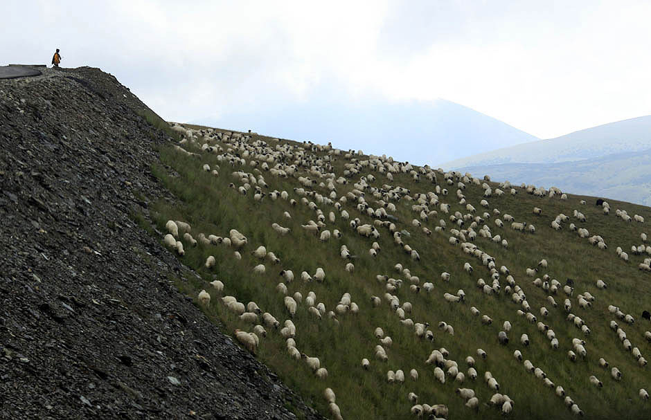 Photo of the Day: Shepherd Watches Over Flock of Sheep potd1 Photo of the Day: Shepherd Watches Over Flock of Sheep