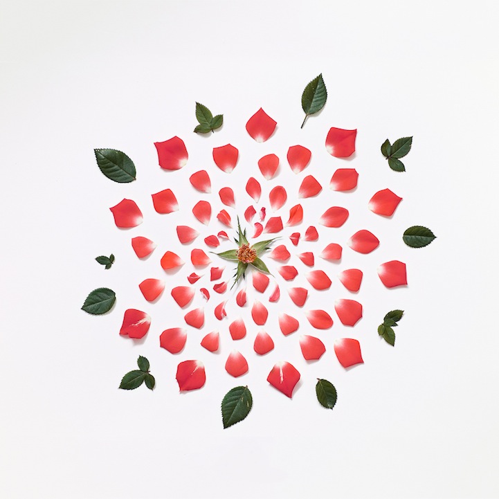 redroseexplodedmuseoportfolioragA3 Exploding Flowers