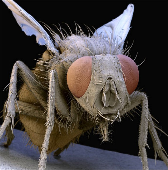sg4a pic on Design You Trust sg4a Microscopic insects by Steve Gschmeissner