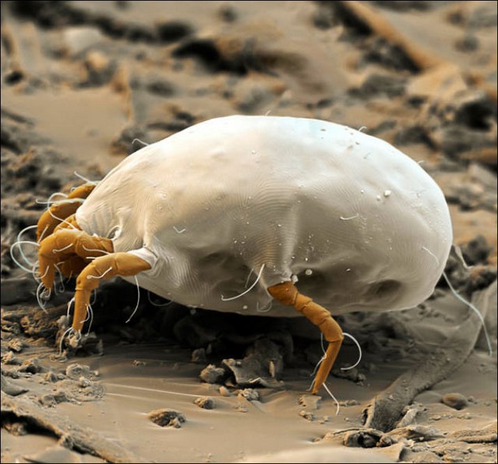 sg4b pic on Design You Trust sg4b Microscopic insects by Steve Gschmeissner