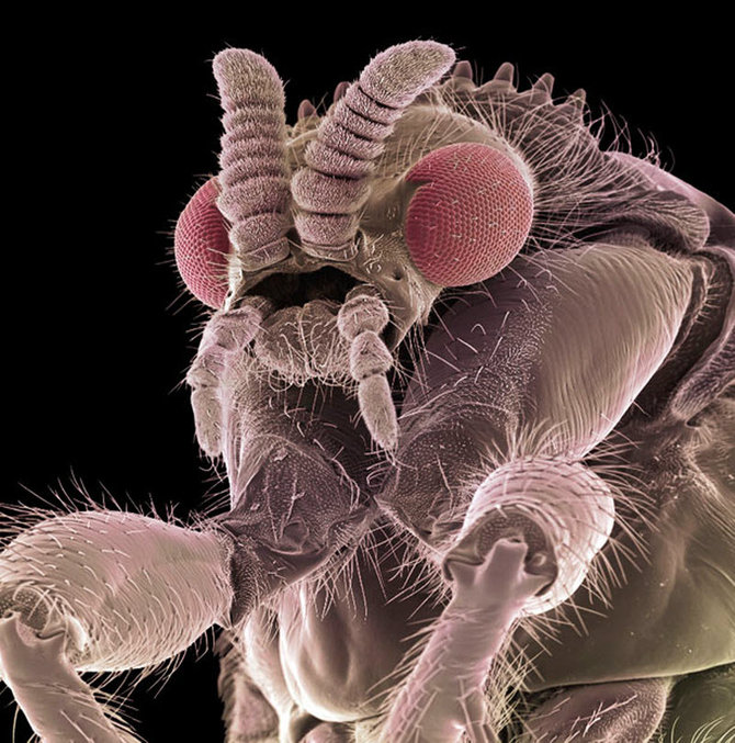 Sem Insects