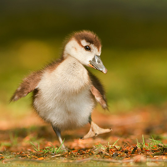 ya4a Young Animals Photographs